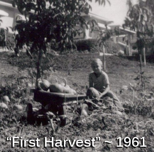 Black and white photo of a young boy with a wheelbarrow of pumpkins labeled First Harvest circa 1961