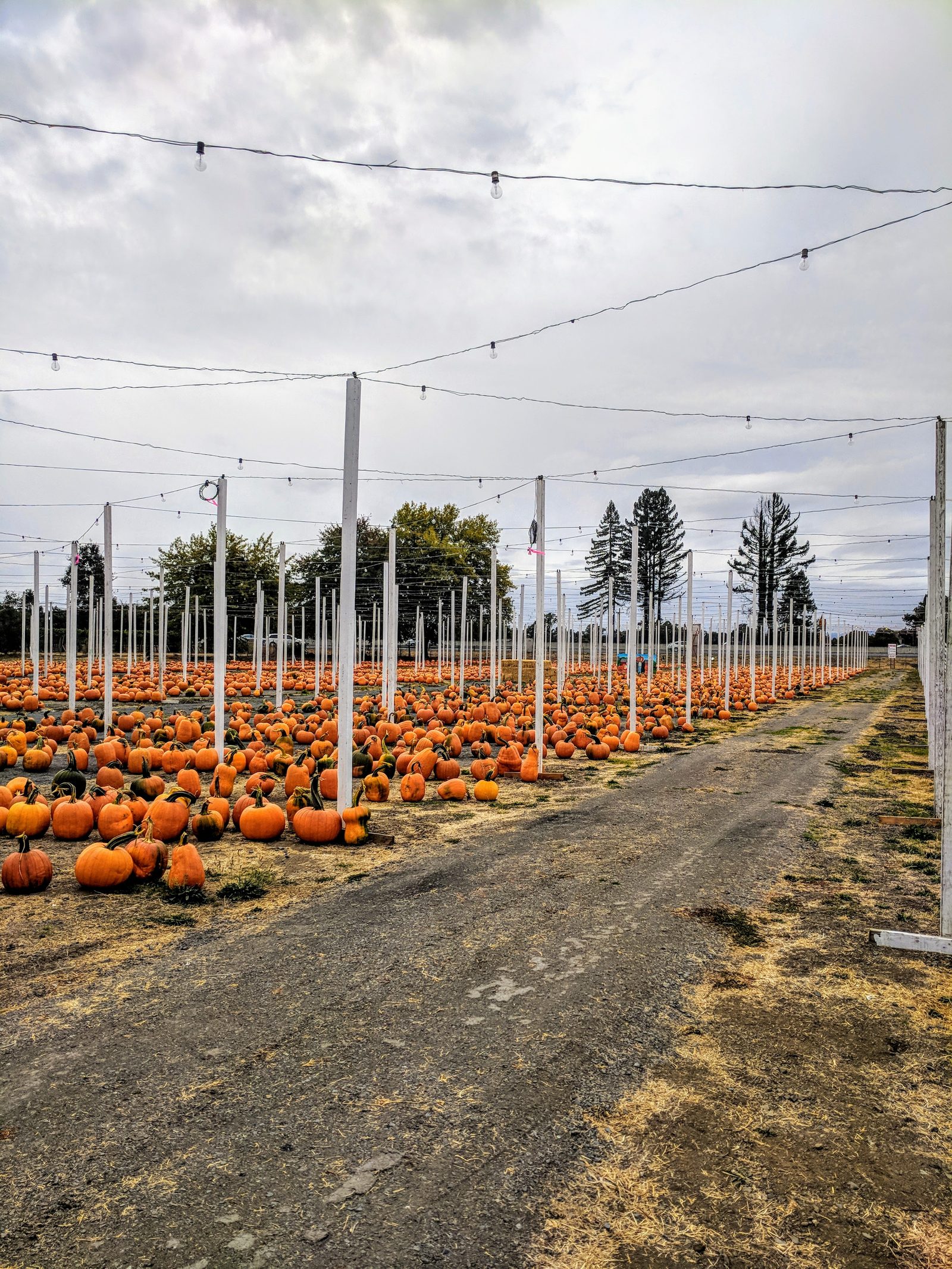 Rows of pumpkins under string lights on poles across the patch