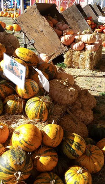 Wooden crates overflowing with pumpkins and squash at Punky's