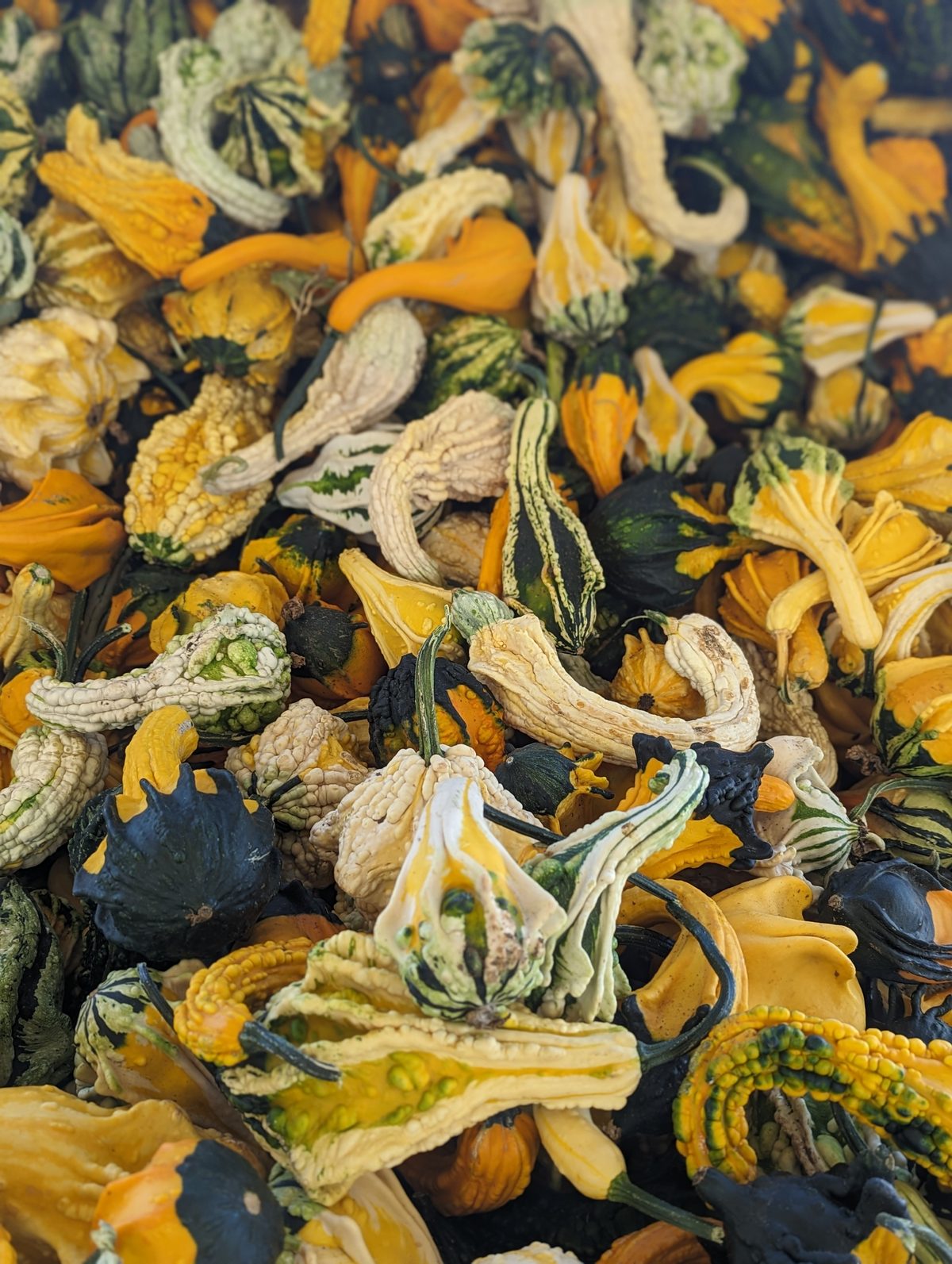 Colorful ornamental gourds in yellow, orange, and green
