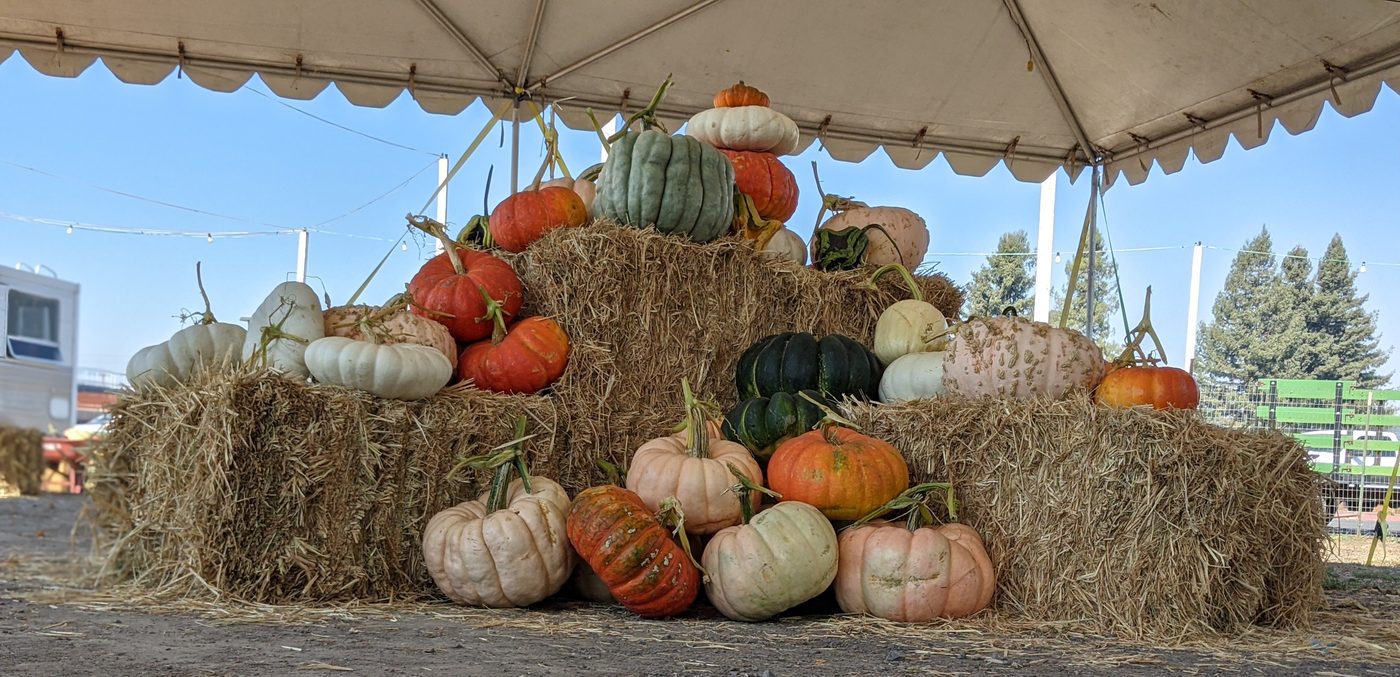 Hay bale pyramid stacked with orange, white, and green pumpkins under a tent