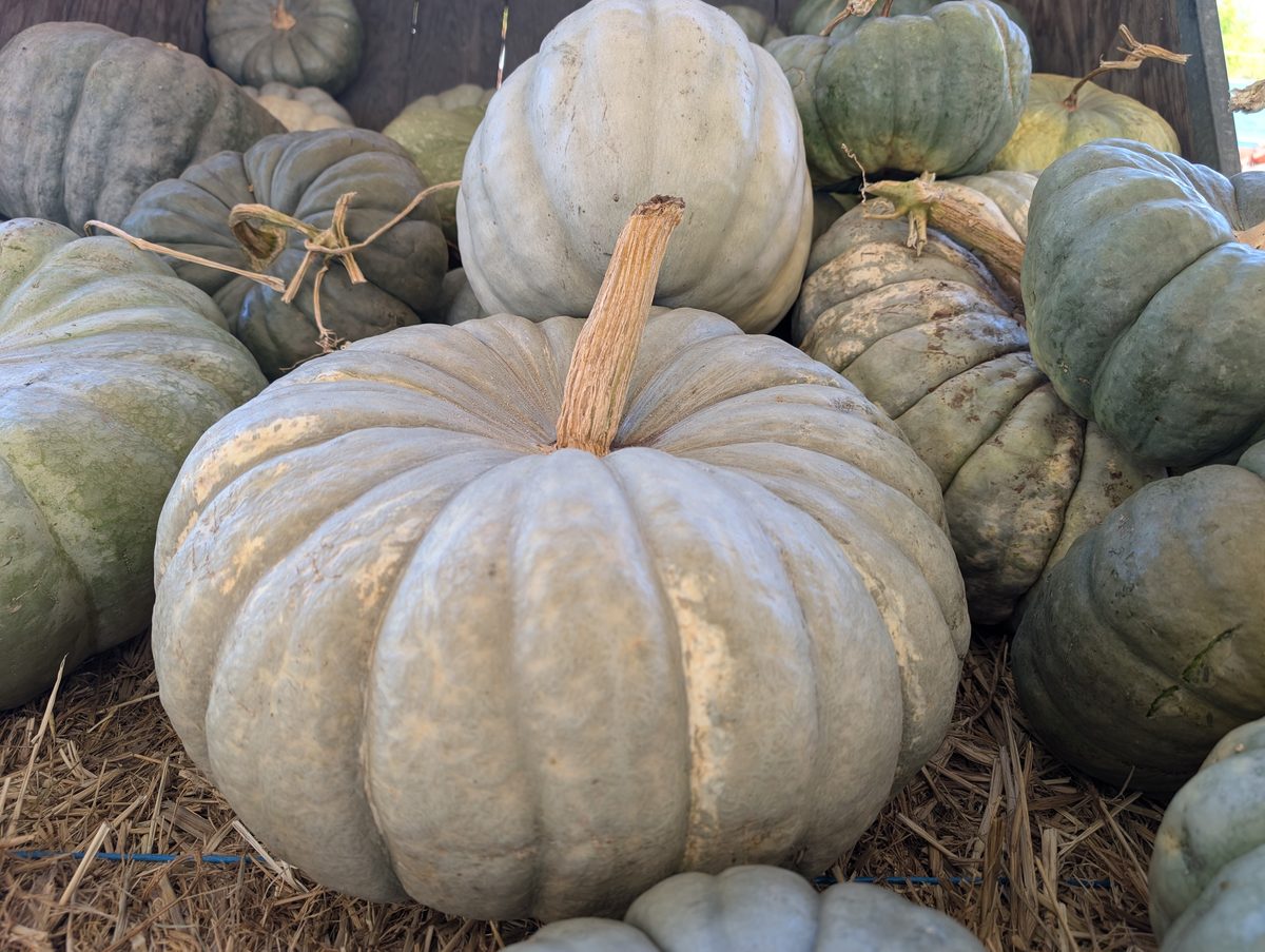 Large pale blue-grey heirloom pumpkin on hay