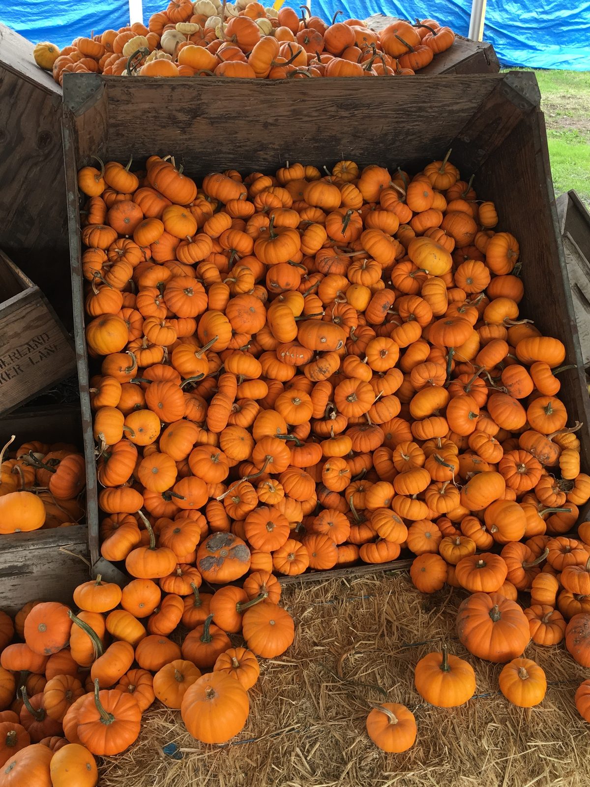 Wooden bin overflowing with small bright orange mini pumpkins