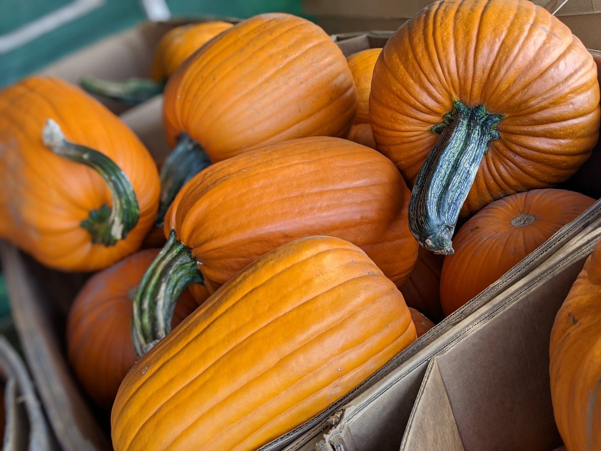Wooden bin packed with bright orange pumpkins with green stems