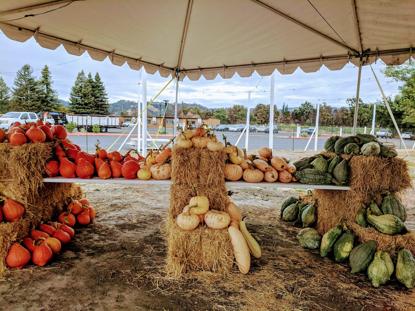 Pumpkins and squash displayed on hay bales under a tent