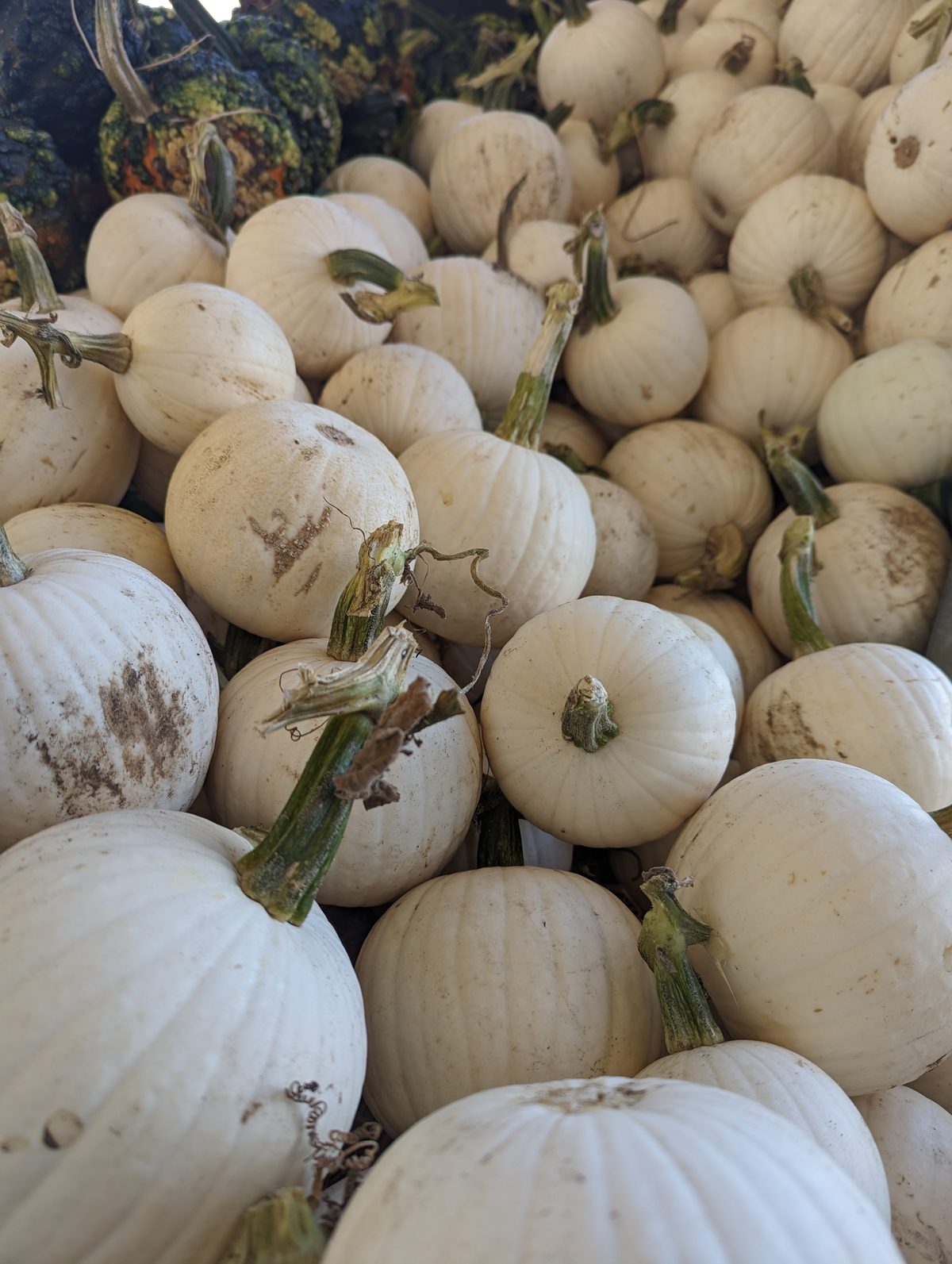 Pile of white pumpkins