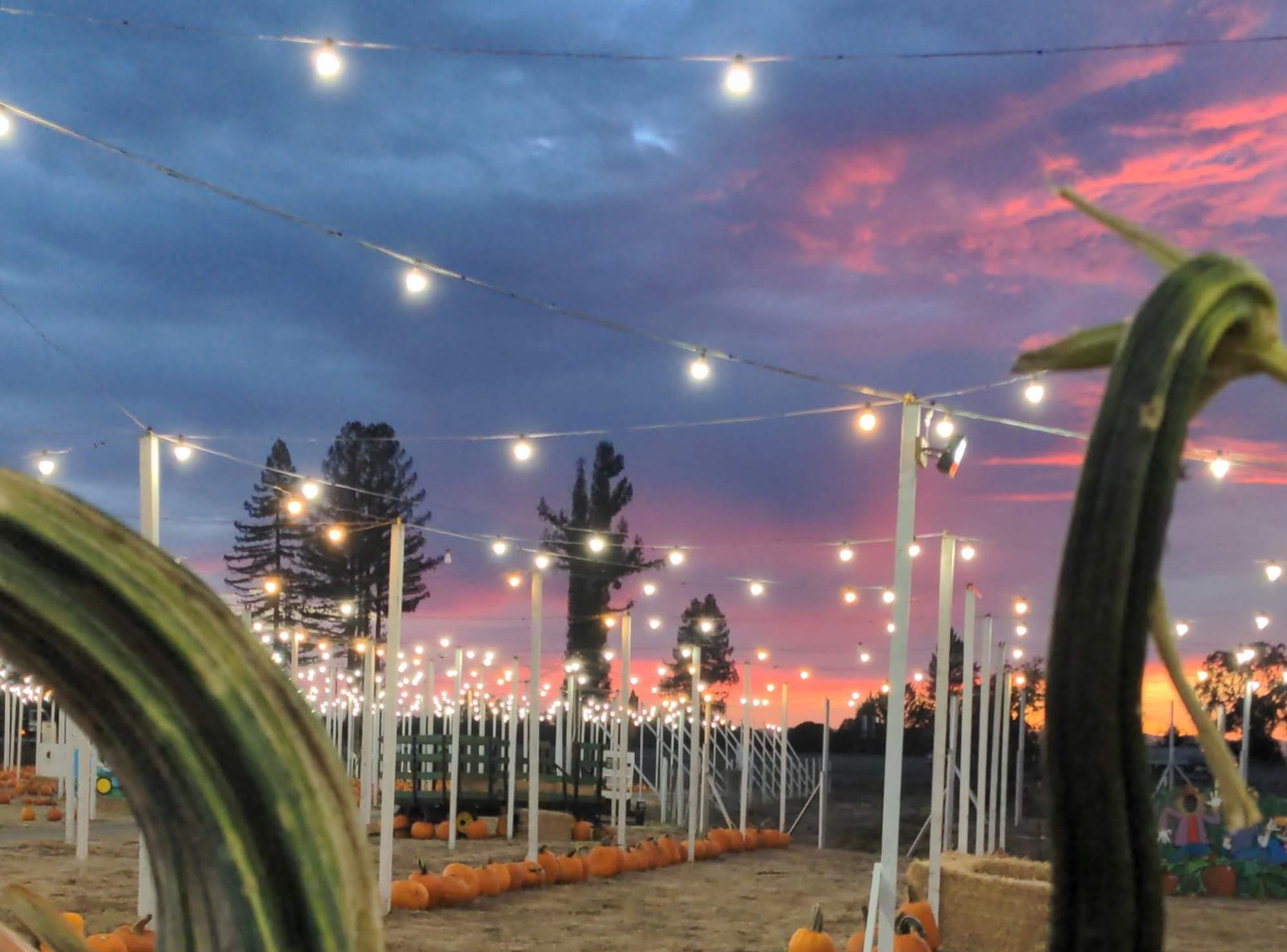 String lights glowing over the pumpkin patch rows at twilight at Punky's Pumpkins in Santa Rosa