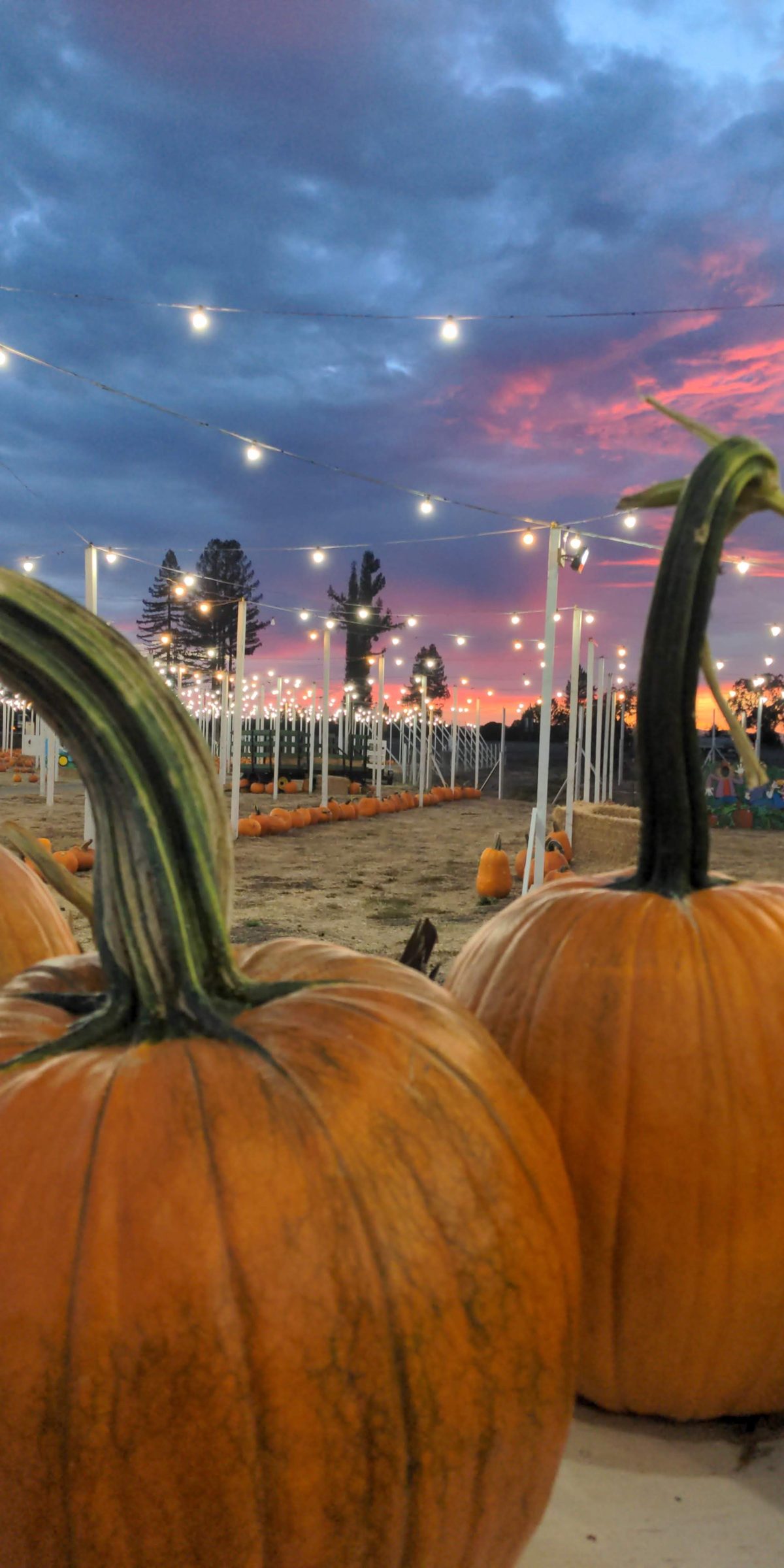Two large orange pumpkins in soft focus with string lights glowing across the patch under a pink and blue twilight sky